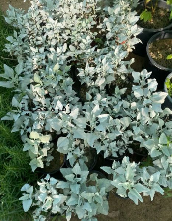 Silver ragwort Plant